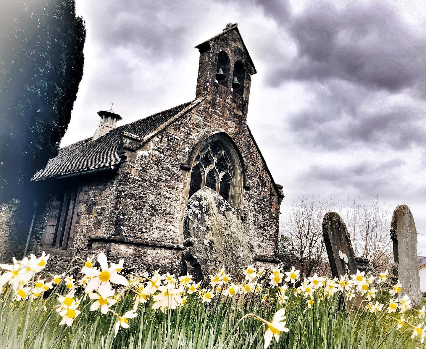 @shirls_lawton Llanfoist Church Daffodil